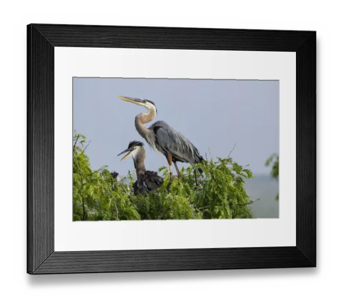 Framed Print : Great Blue Heron (Ardea herodias) adults nesting Framed Print : Great Blue Heron (Ardea herodias) adults nesting