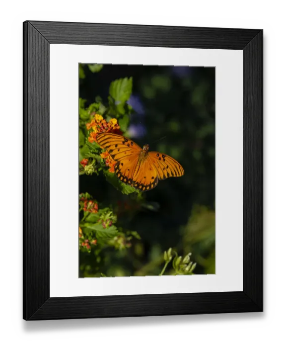 Framed Print : Gulf Fritillary (Agraulis vanillae) butterfly on Lantana flowers Framed Print : Gulf Fritillary (Agraulis vanillae) butterfly on Lantana flowers
