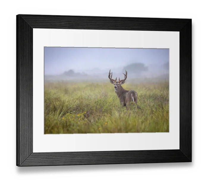 Framed Print : White-tailed deer (Odocoileus virginianus) male Framed Print : White-tailed deer (Odocoileus virginianus) male