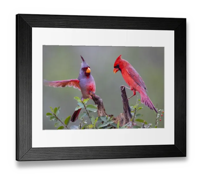 Framed Print : Pyrrhuloxia (Cardinalis sinuatus) and Northern cardinal (Cardinalis cardinalis) perched together Framed Print : Pyrrhuloxia (Cardinalis sinuatus) and Northern cardinal (Cardinalis cardinalis) perched together