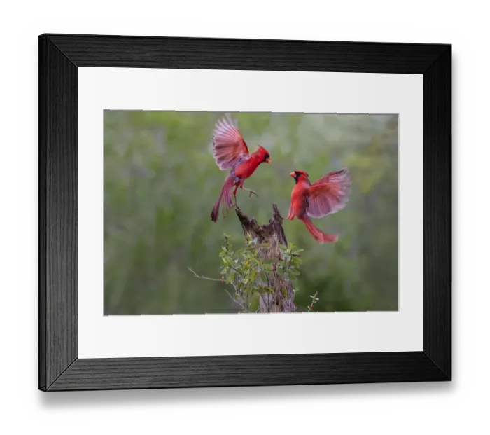 Framed Print : Northern cardinal (Cardinalis cardinalis) males fighting Framed Print : Northern cardinal (Cardinalis cardinalis) males fighting