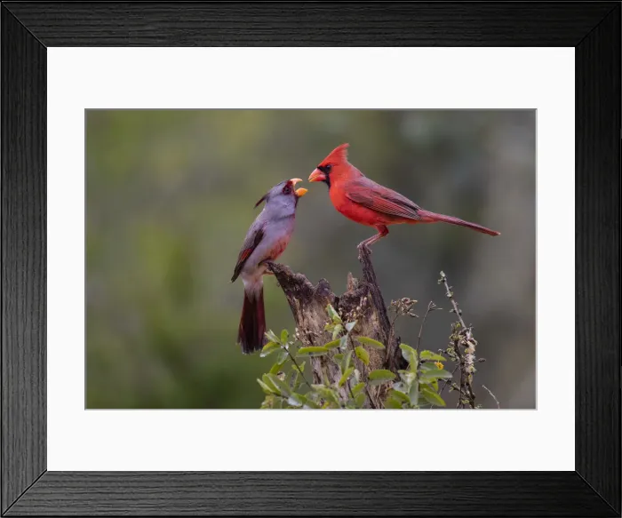 Framed Print : Northern cardinal (Cardinalis cardinalis) and Pyrrhuloxia (Cardinalis sinuatus) males fighting Framed Print : Northern cardinal (Cardinalis cardinalis) and Pyrrhuloxia (Cardinalis sinuatus) males fighting