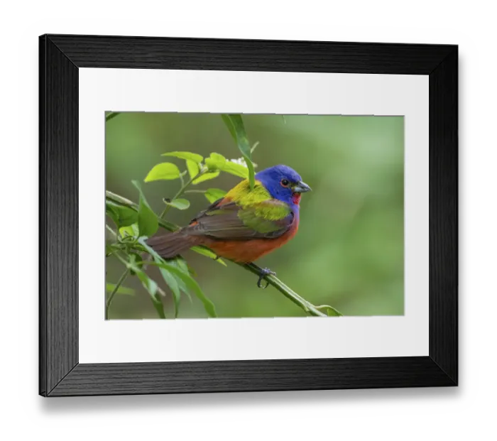 Framed Print : Painted bunting (Passerina ciris) male foraging