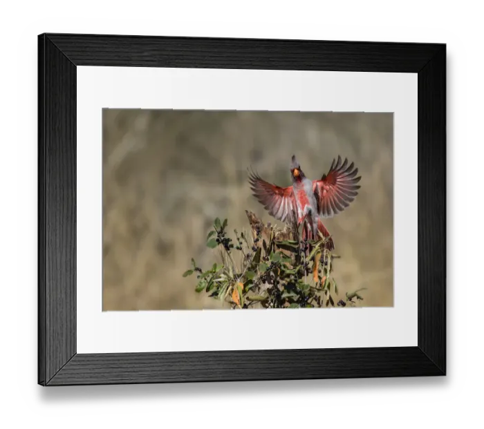 Framed Print : Pyrrhuloxia (Cardinalis sinuatus) landing Framed Print : Pyrrhuloxia (Cardinalis sinuatus) landing