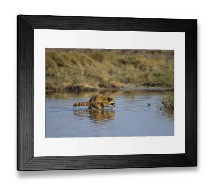 Framed Print : Raccoon (Procyon lotor) adult feeding Framed Print : Raccoon (Procyon lotor) adult feeding