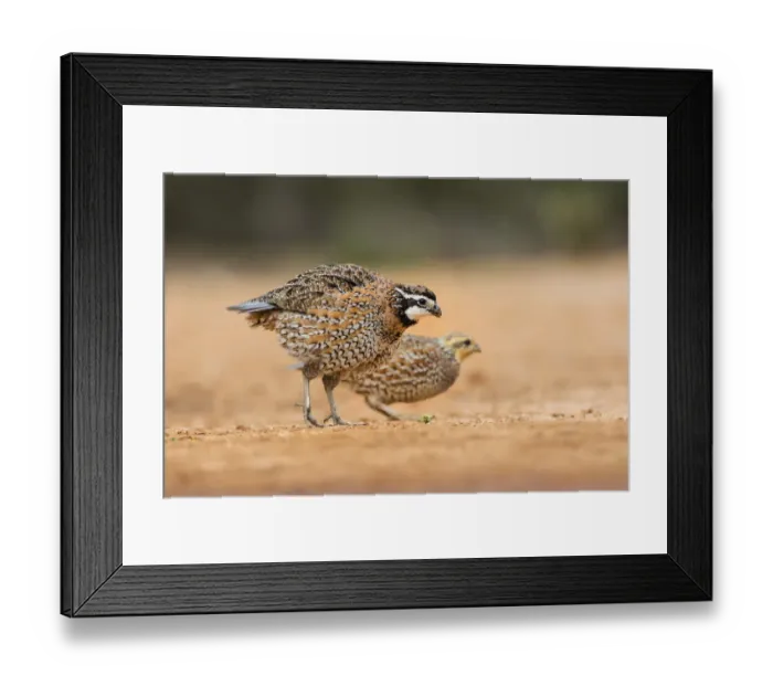 Framed Print : Northern bobwhite (Colinus virginianus) pair feeding