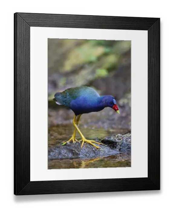 Framed Print : Purple gallinule (Porphyrula martinica) foraging