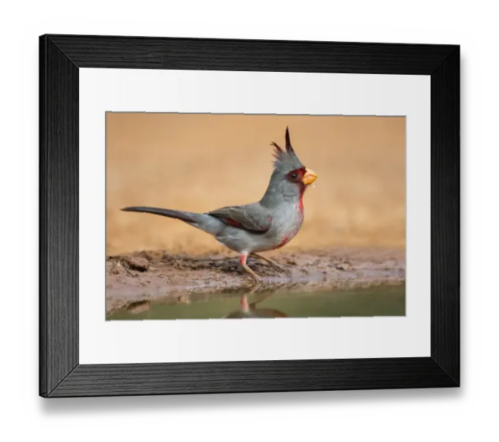 Framed Print : Pyrrhuloxia (Cardinalis cardinalis) drinking Framed Print : Pyrrhuloxia (Cardinalis cardinalis) drinking