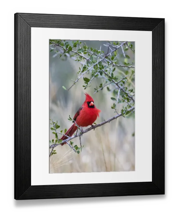 Framed Print : Northern cardinal (Cardinalis cardinalis) perched Framed Print : Northern cardinal (Cardinalis cardinalis) perched