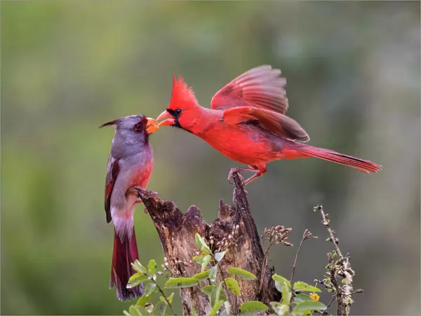 Northern cardinal (Cardinalis cardinalis) and Pyrrhuloxia (Cardinalis sinuatus) males