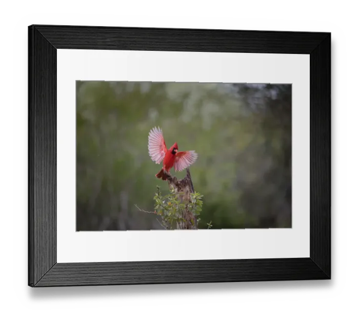 Framed Print : Northern cardinal (Cardinalis cardinalis) landing Framed Print : Northern cardinal (Cardinalis cardinalis) landing