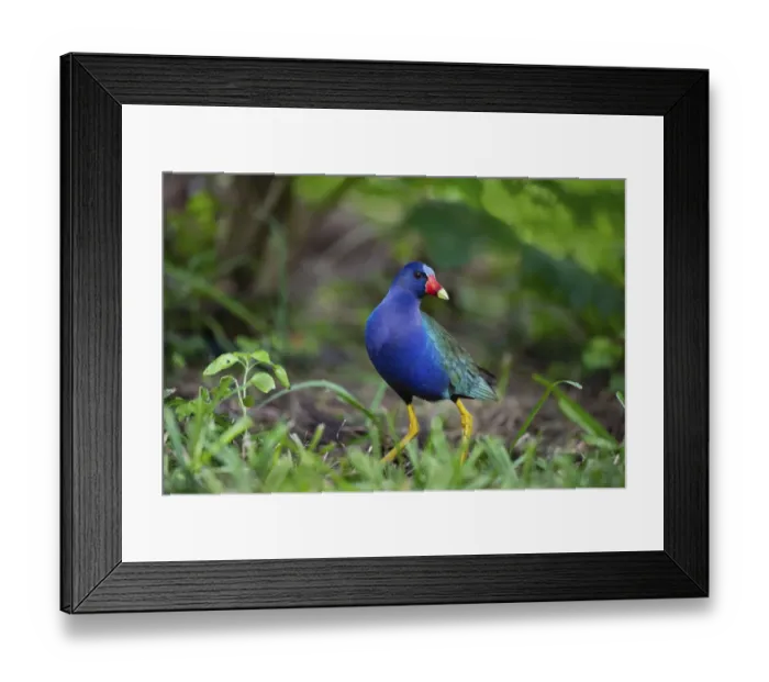 Framed Print : Purple gallinule (Porphyrula martinica) foraging Framed Print : Purple gallinule (Porphyrula martinica) foraging