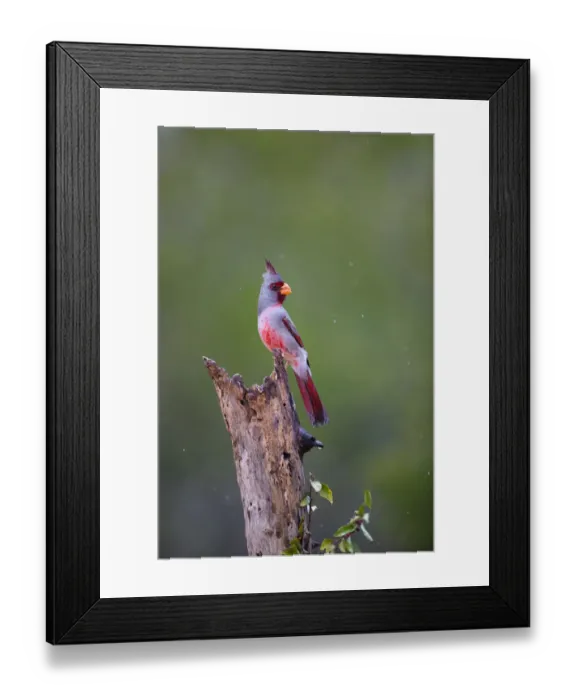 Framed Print : Pyrrhuloxia (Cardinalis cardinalis) perched during rainfall