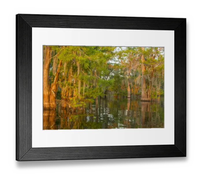 Framed Print : USA, Louisiana, Atchafalaya National Wildlife Refuge. Sunrise on swamp. Credit as Framed Print : USA, Louisiana, Atchafalaya National Wildlife Refuge. Sunrise on swamp. Credit as