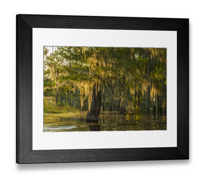 Framed Print : USA, Louisiana, Atchafalaya National Wildlife Refuge. Sunrise on swamp. Credit as Framed Print : USA, Louisiana, Atchafalaya National Wildlife Refuge. Sunrise on swamp. Credit as