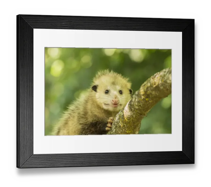 Framed Print : USA, Minnesota, Pine County. Captive adult opossum Framed Print : USA, Minnesota, Pine County. Captive adult opossum