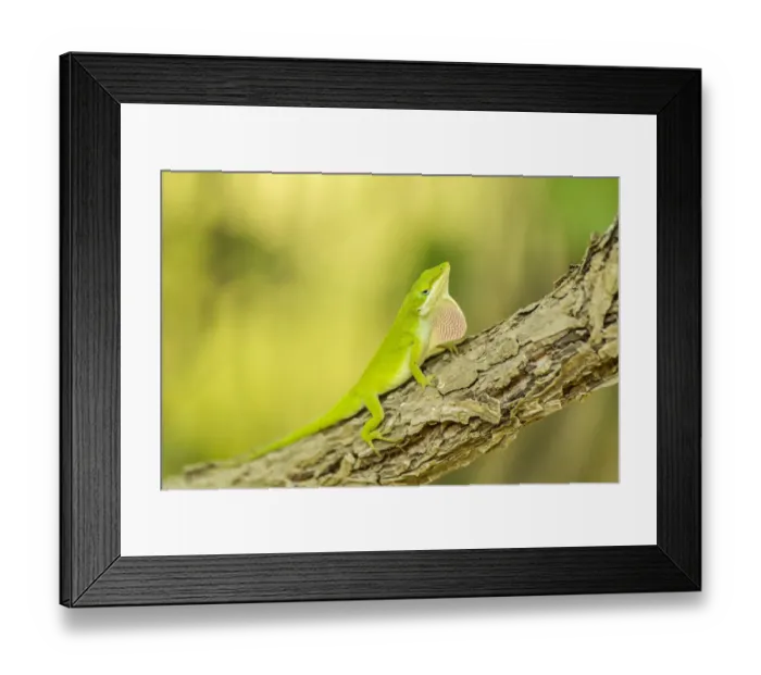 Framed Print : USA, Louisiana, Lake Martin. Green anole displaying Framed Print : USA, Louisiana, Lake Martin. Green anole displaying