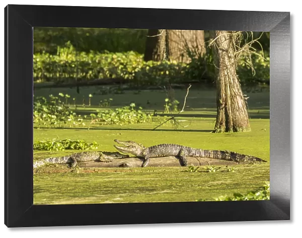 USA, Louisiana, Lake Martin. Two alligators basking on log