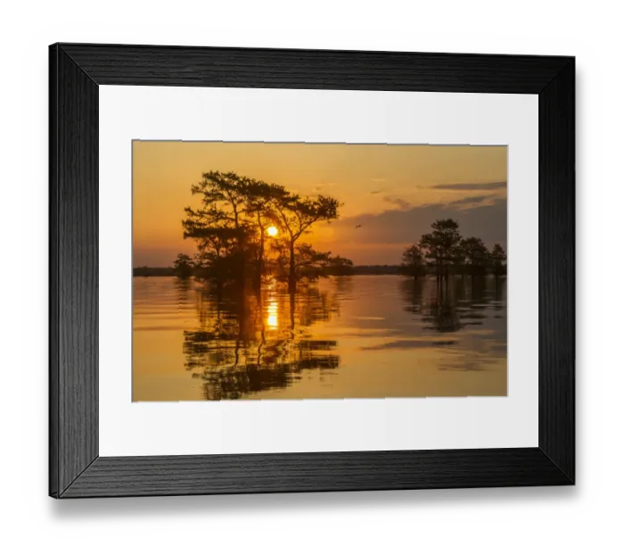 Framed Print : USA, Louisiana, Atchafalaya National Wildlife Refuge. Sunrise on swamp. Credit as Framed Print : USA, Louisiana, Atchafalaya National Wildlife Refuge. Sunrise on swamp. Credit as