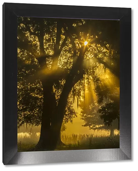 USA, Louisiana, Lake Martin. Tree silhouette in foggy sunrise