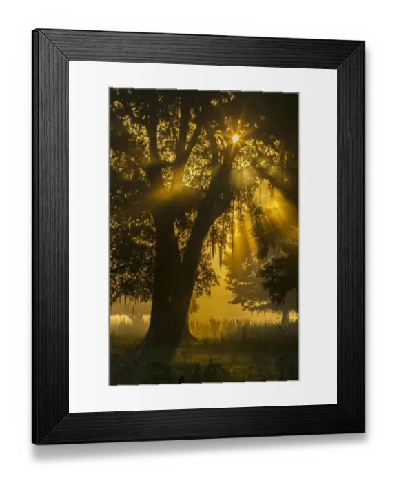 Framed Print : USA, Louisiana, Lake Martin. Tree silhouette in foggy sunrise Framed Print : USA, Louisiana, Lake Martin. Tree silhouette in foggy sunrise