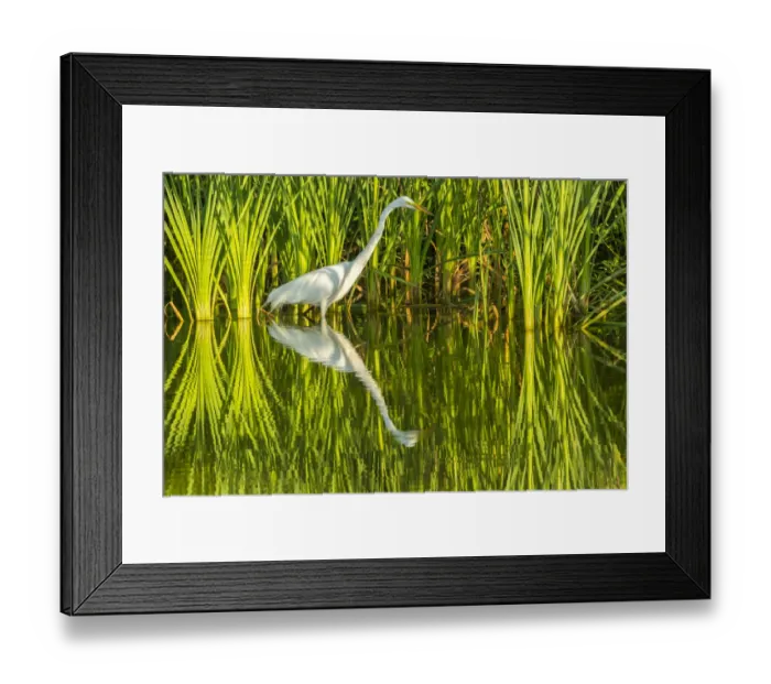Framed Print : USA, Louisiana, Lake Martin. Sunrise great egret hunting in reeds. Credit as: Cathy Framed Print : USA, Louisiana, Lake Martin. Sunrise great egret hunting in reeds. Credit as: Cathy