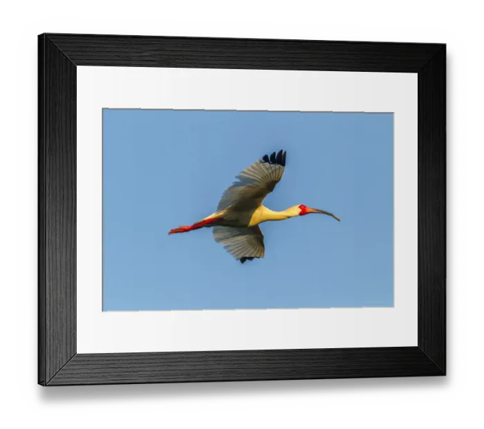 Framed Print : USA, Louisiana, Evangeline Parish. White ibis in flight Framed Print : USA, Louisiana, Evangeline Parish. White ibis in flight