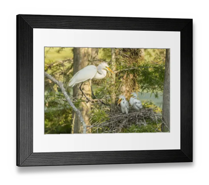 Framed Print : USA, Louisiana, Evangeline Parish. Great egret adult and chicks at nest. Credit as Framed Print : USA, Louisiana, Evangeline Parish. Great egret adult and chicks at nest. Credit as