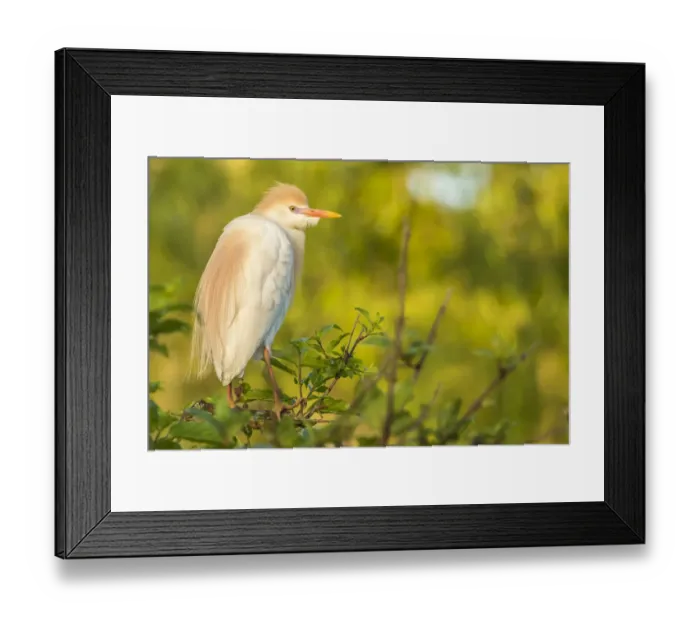 Framed Print : USA, Louisiana, Vermilion Parish. Cattle egret pair in breeding plumage. Credit as Framed Print : USA, Louisiana, Vermilion Parish. Cattle egret pair in breeding plumage. Credit as