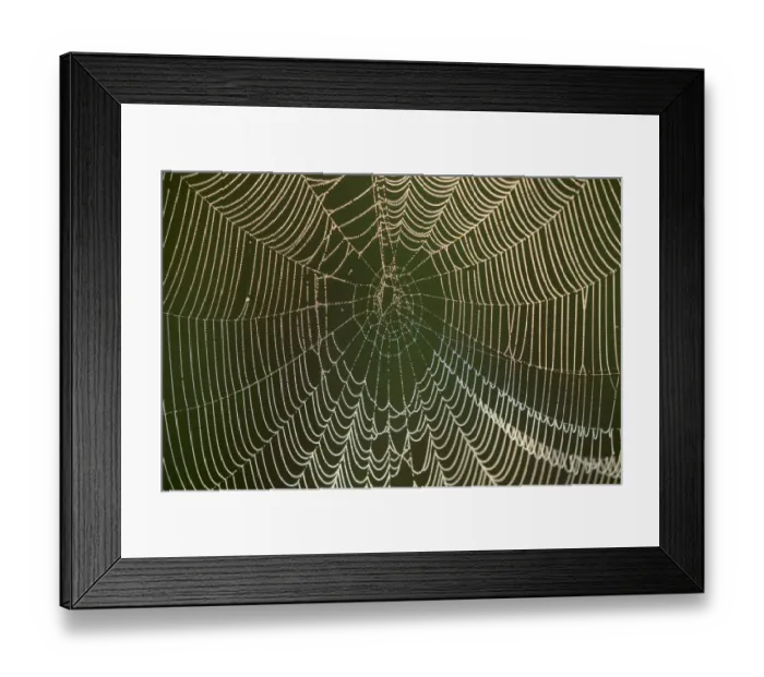 Framed Print : Morning dew on a spider web, Pintail Wildlife Drive, Cameron Prairie National Wildlife Refuge Framed Print : Morning dew on a spider web, Pintail Wildlife Drive, Cameron Prairie National Wildlife Refuge