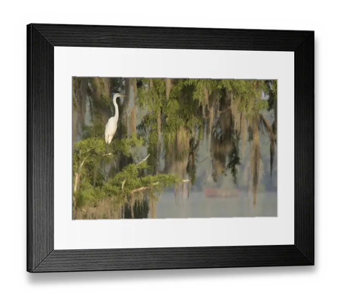 Framed Print : USA, Louisiana, Lake Martin. Foggy swamp sunrise with great egret in tree. Credit as