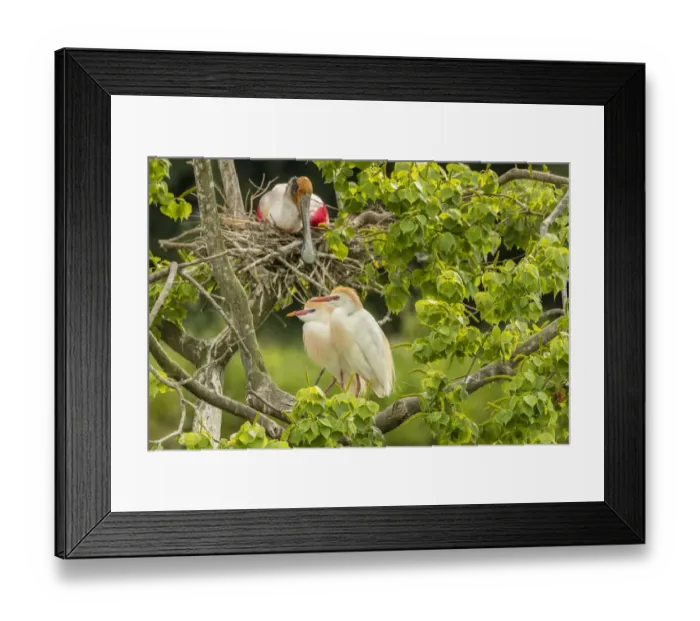 Framed Print : USA, Louisiana, Vermilion Parish. Cattle egret pair and nesting roseate spoonbill Framed Print : USA, Louisiana, Vermilion Parish. Cattle egret pair and nesting roseate spoonbill
