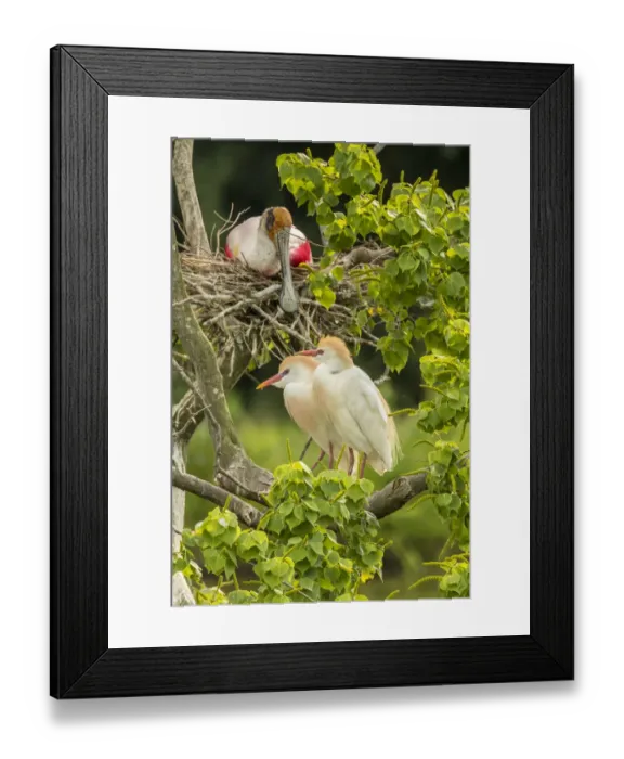 Framed Print : USA, Louisiana, Vermilion Parish. Cattle egret pair and nesting roseate spoonbill Framed Print : USA, Louisiana, Vermilion Parish. Cattle egret pair and nesting roseate spoonbill
