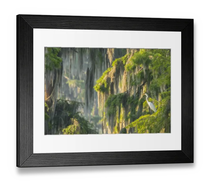 Framed Print : USA, Louisiana, Lake Martin. Foggy swamp sunrise with great egret in tree. Credit as Framed Print : USA, Louisiana, Lake Martin. Foggy swamp sunrise with great egret in tree. Credit as
