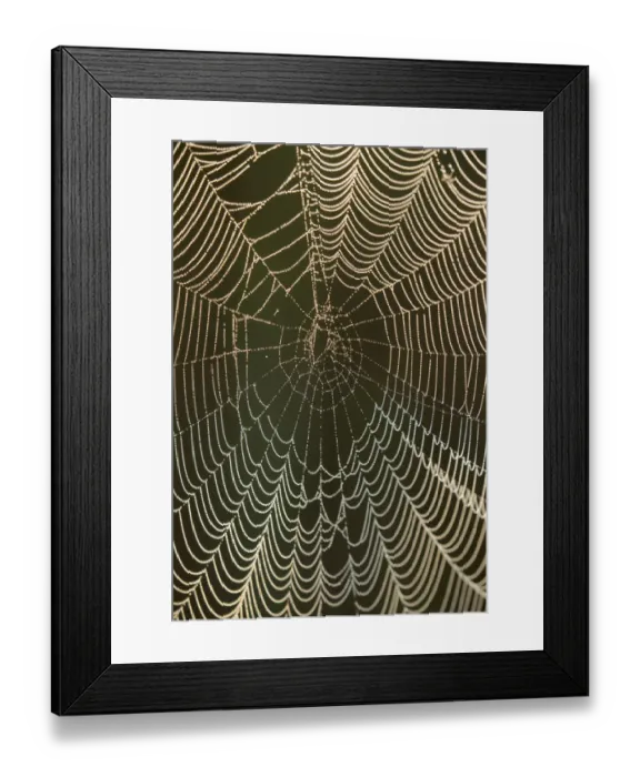 Framed Print : Morning dew on a spider web, Pintail Wildlife Drive, Cameron Prairie National Wildlife Refuge Framed Print : Morning dew on a spider web, Pintail Wildlife Drive, Cameron Prairie National Wildlife Refuge