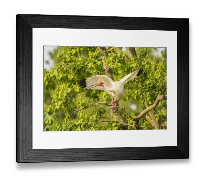 Framed Print : USA, Louisiana, Vermilion Parish. White ibis spreads wings Framed Print : USA, Louisiana, Vermilion Parish. White ibis spreads wings