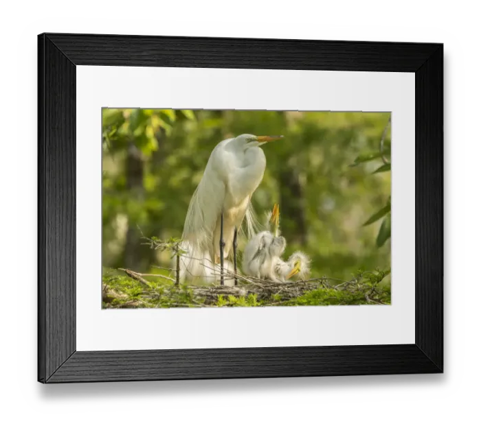Framed Print : USA, Louisiana, Evangeline Parish. Great egret adult and chicks at nest. Credit as Framed Print : USA, Louisiana, Evangeline Parish. Great egret adult and chicks at nest. Credit as
