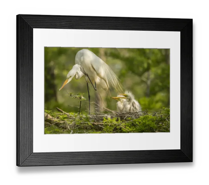 Framed Print : USA, Louisiana, Evangeline Parish. Great egret adult and chicks at nest. Credit as