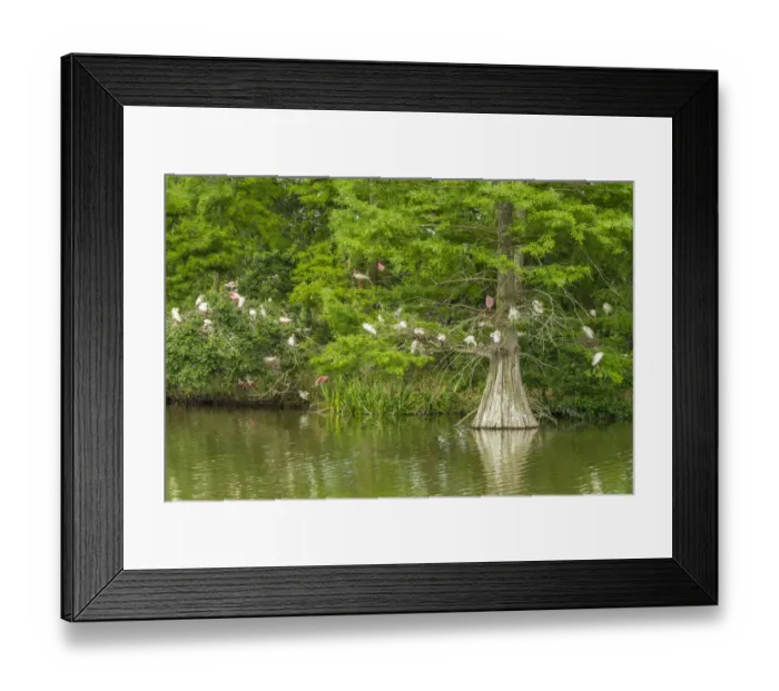 Framed Print : USA, Louisiana, Vermilion Parish. Rookery in cypress tree Framed Print : USA, Louisiana, Vermilion Parish. Rookery in cypress tree