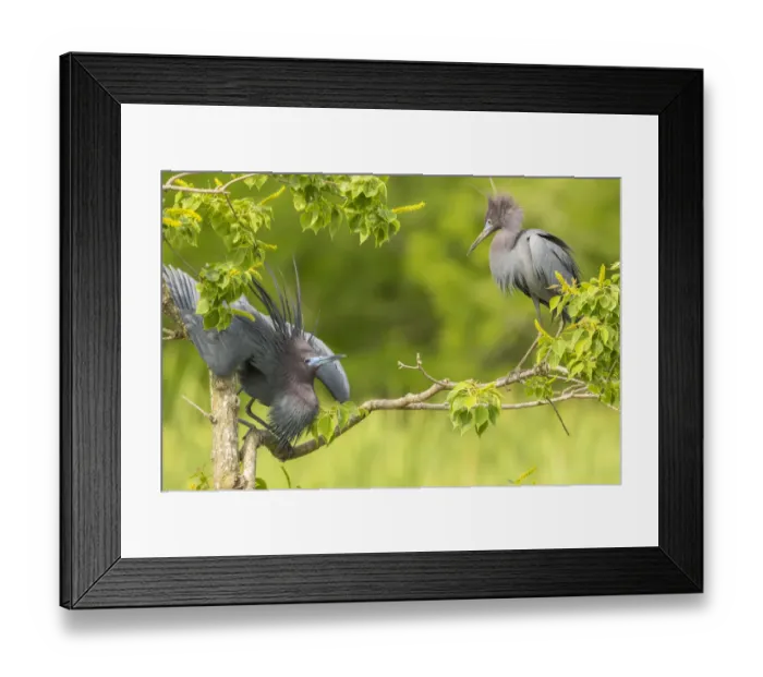 Framed Print : USA, Louisiana, Vermilion Parish. Little blue heron courtship display. Credit as Framed Print : USA, Louisiana, Vermilion Parish. Little blue heron courtship display. Credit as