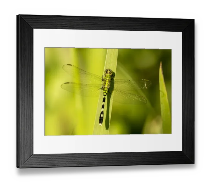 Framed Print : USA, Louisiana, Lake Martin. Green clearwing dragonfly on leaf. Credit as: Cathy