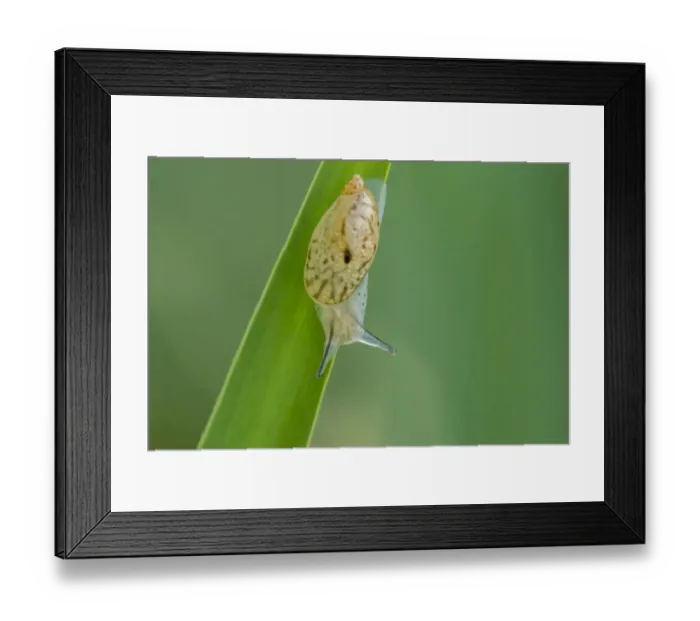 Framed Print : USA, Louisiana, Lake Martin. Snail on leaf