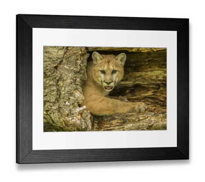 Framed Print : USA, Minnesota, Pine County. Captive bobcat Framed Print : USA, Minnesota, Pine County. Captive bobcat