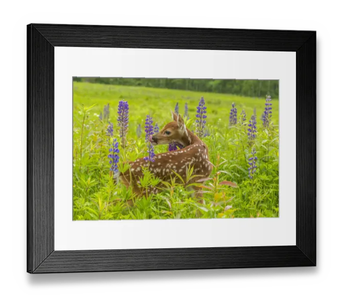Framed Print : USA, Minnesota, Pine County. Captive fawn Framed Print : USA, Minnesota, Pine County. Captive fawn