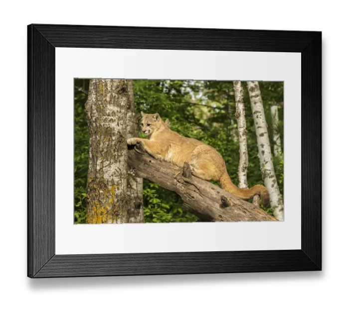 Framed Print : USA, Minnesota, Pine County. Captive bobcat