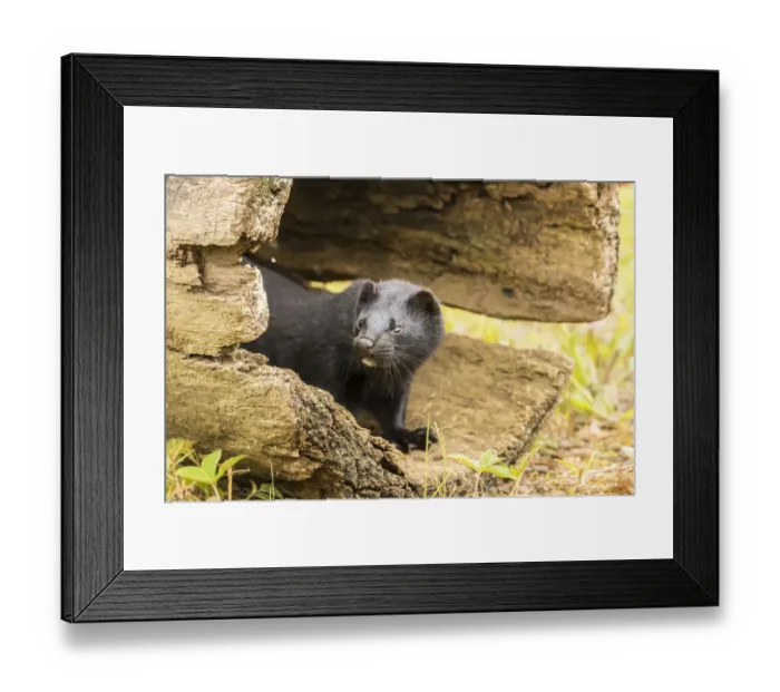 Framed Print : USA, Minnesota, Pine County. Captive adult mink Framed Print : USA, Minnesota, Pine County. Captive adult mink