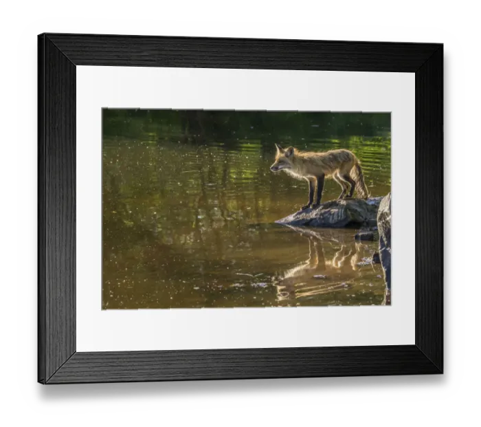 Framed Print : USA, Minnesota, Pine County. Captive red fox on rock Framed Print : USA, Minnesota, Pine County. Captive red fox on rock