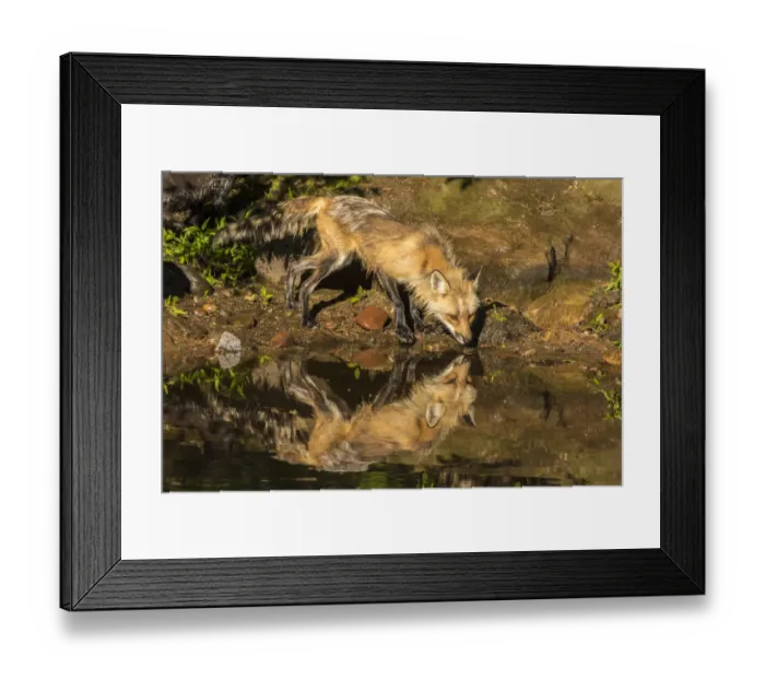 Framed Print : USA, Minnesota, Pine County. Captive red fox drinking Framed Print : USA, Minnesota, Pine County. Captive red fox drinking