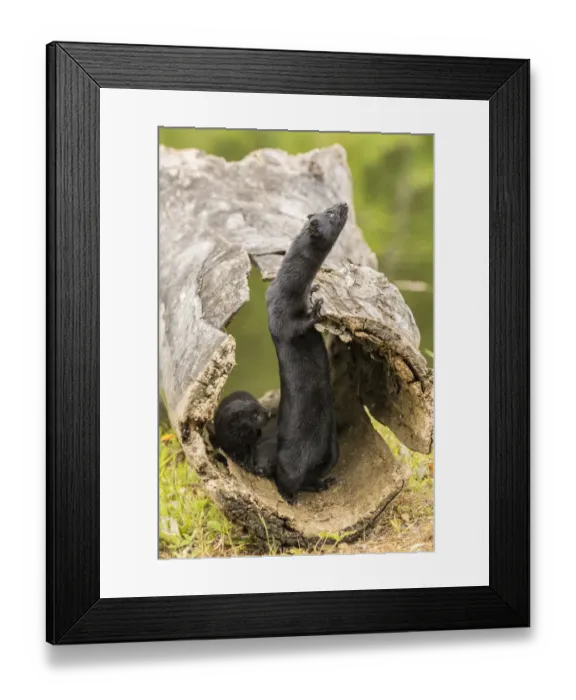 Framed Print : USA, Minnesota, Pine County. Captive minks Framed Print : USA, Minnesota, Pine County. Captive minks