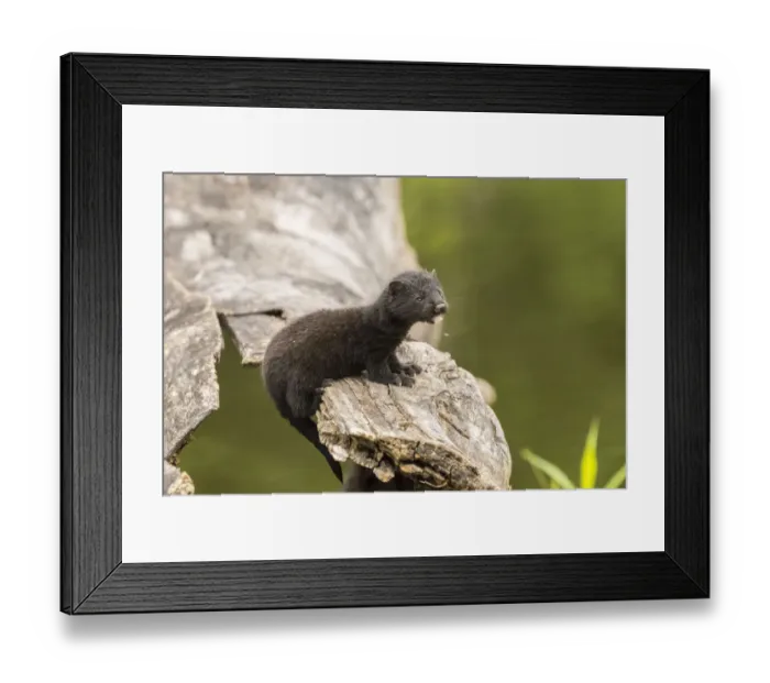 Framed Print : USA, Minnesota, Pine County. Captive adult mink Framed Print : USA, Minnesota, Pine County. Captive adult mink